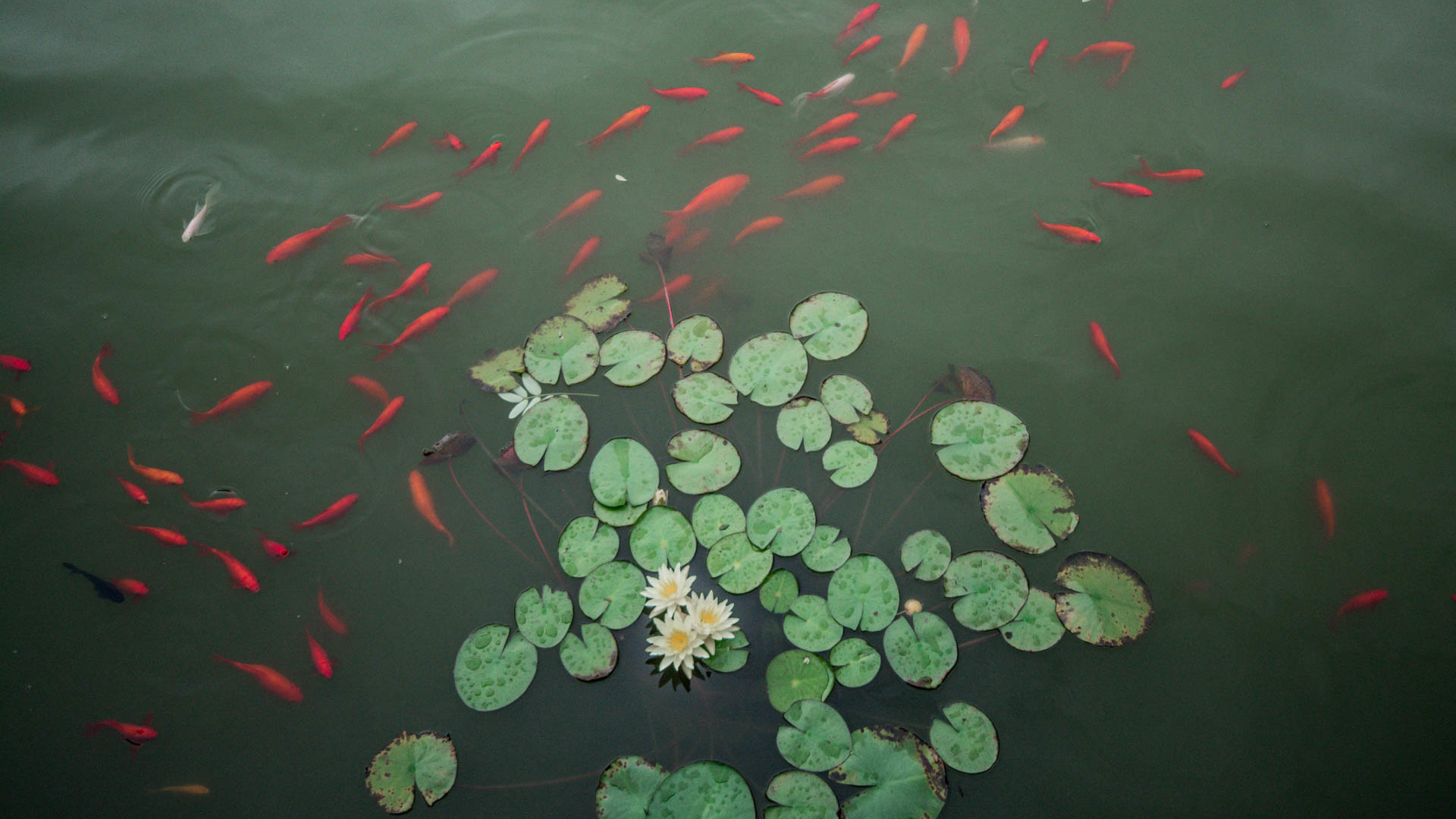 DSC_0067_pechino_confucius_temple_travel_psych_chiara_cina